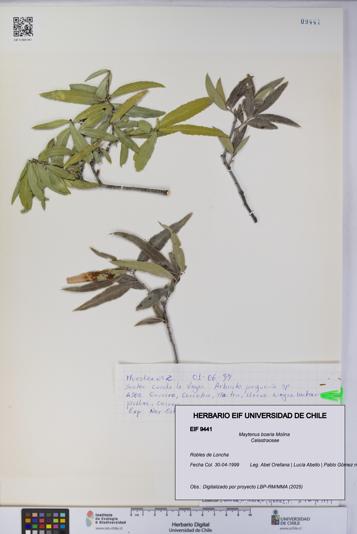 Maytenus boaria [Espécimen: UCH:EIF:0009441]