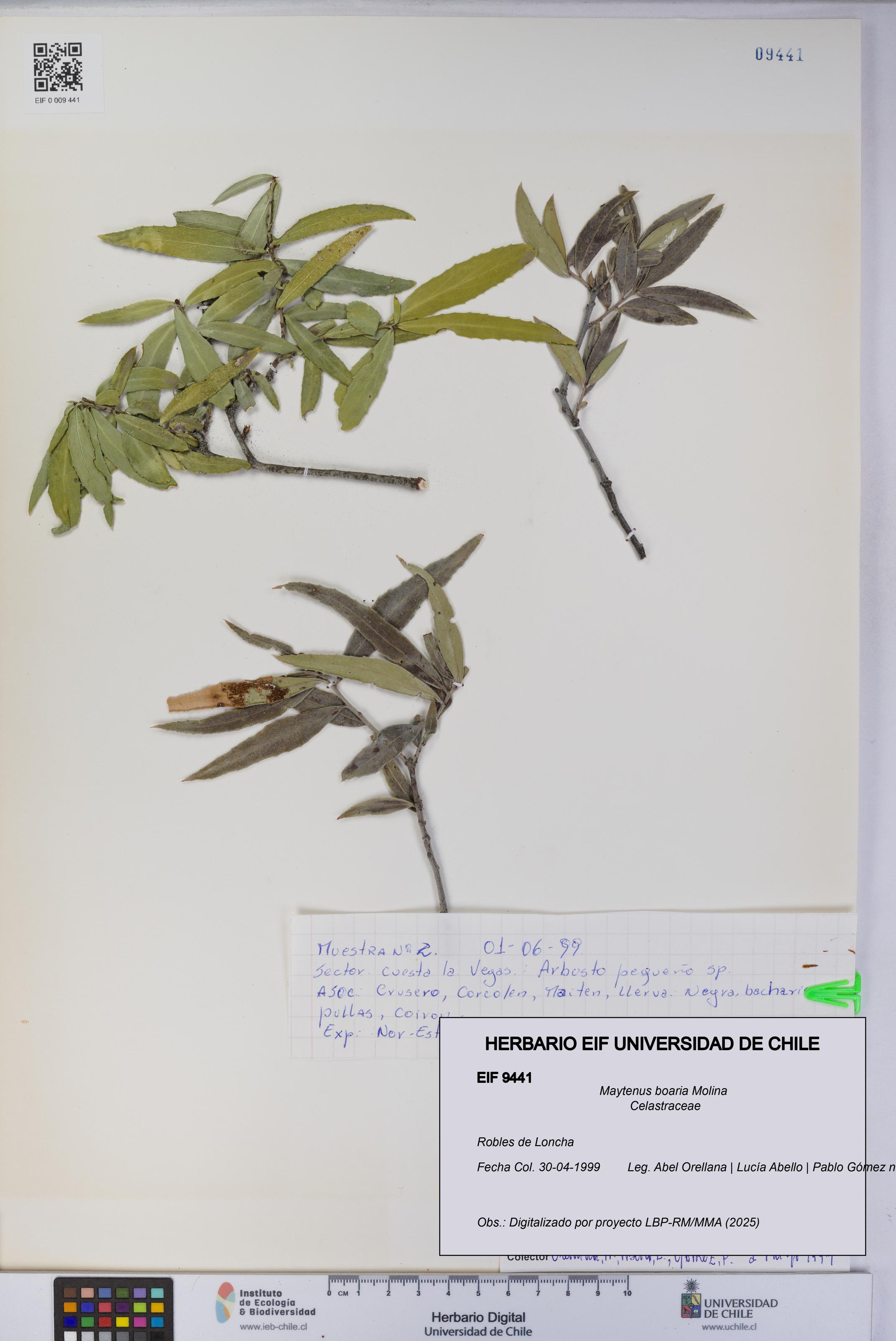 Maytenus boaria [Espécimen: UCH:EIF:0009441]