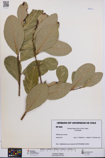 Persea lingue [Espécimen: UCH:EIF:0009442]