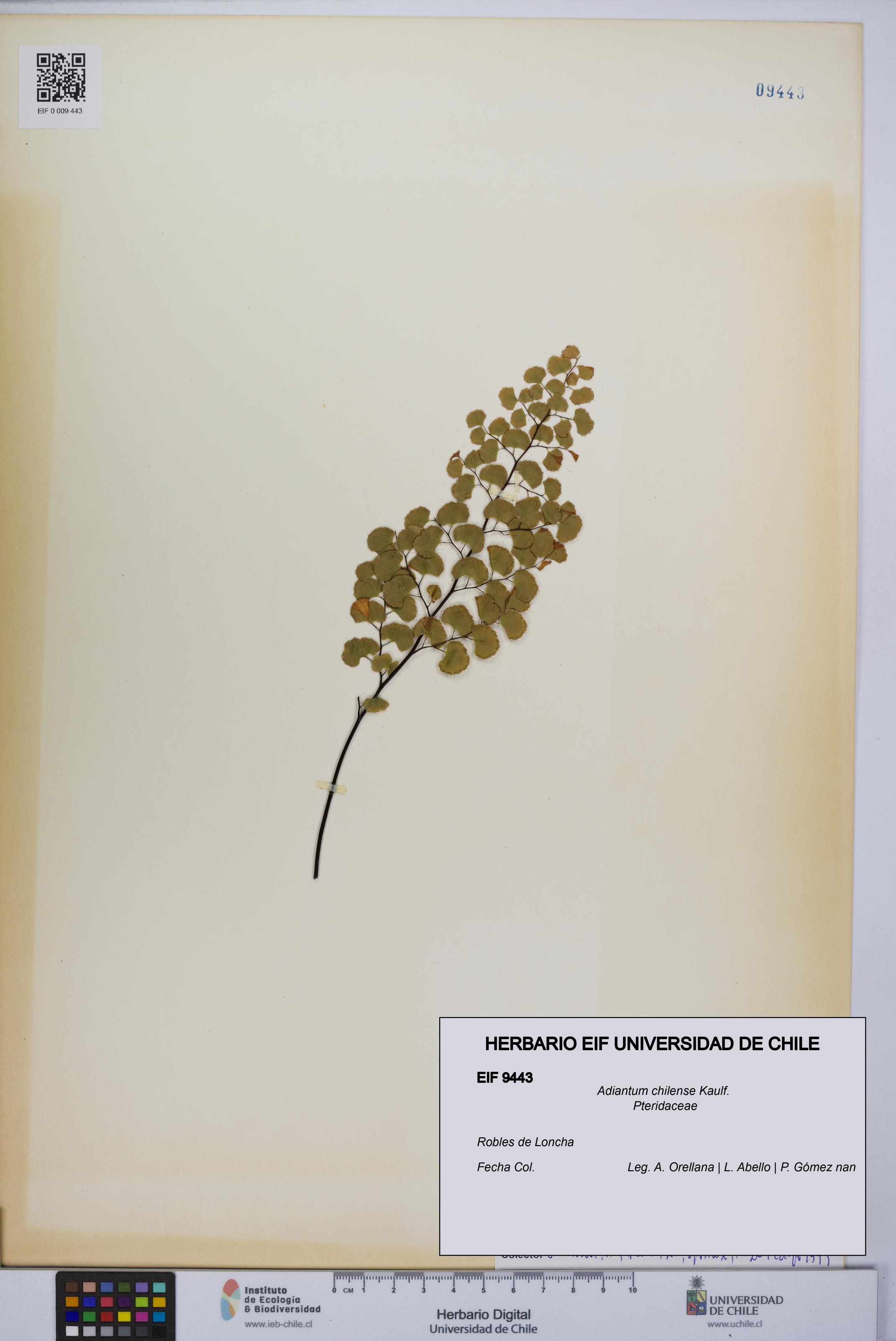 Adiantum chilense [Espécimen: UCH:EIF:0009443]