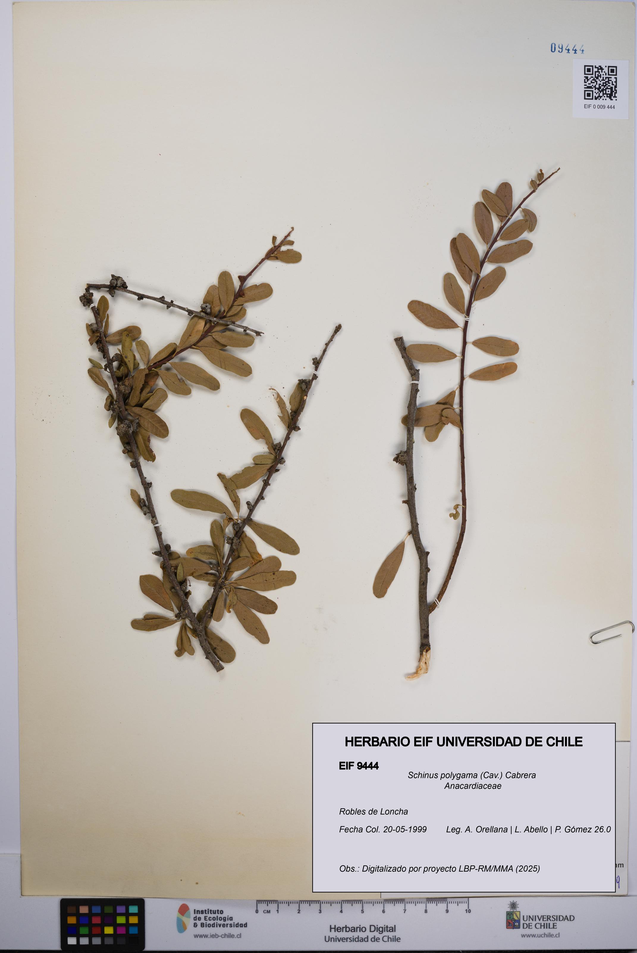 Schinus polygama [Espécimen: UCH:EIF:0009444]