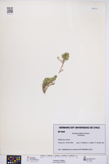 Gardoquia gilliesii [Espécimen: UCH:EIF:0009445]