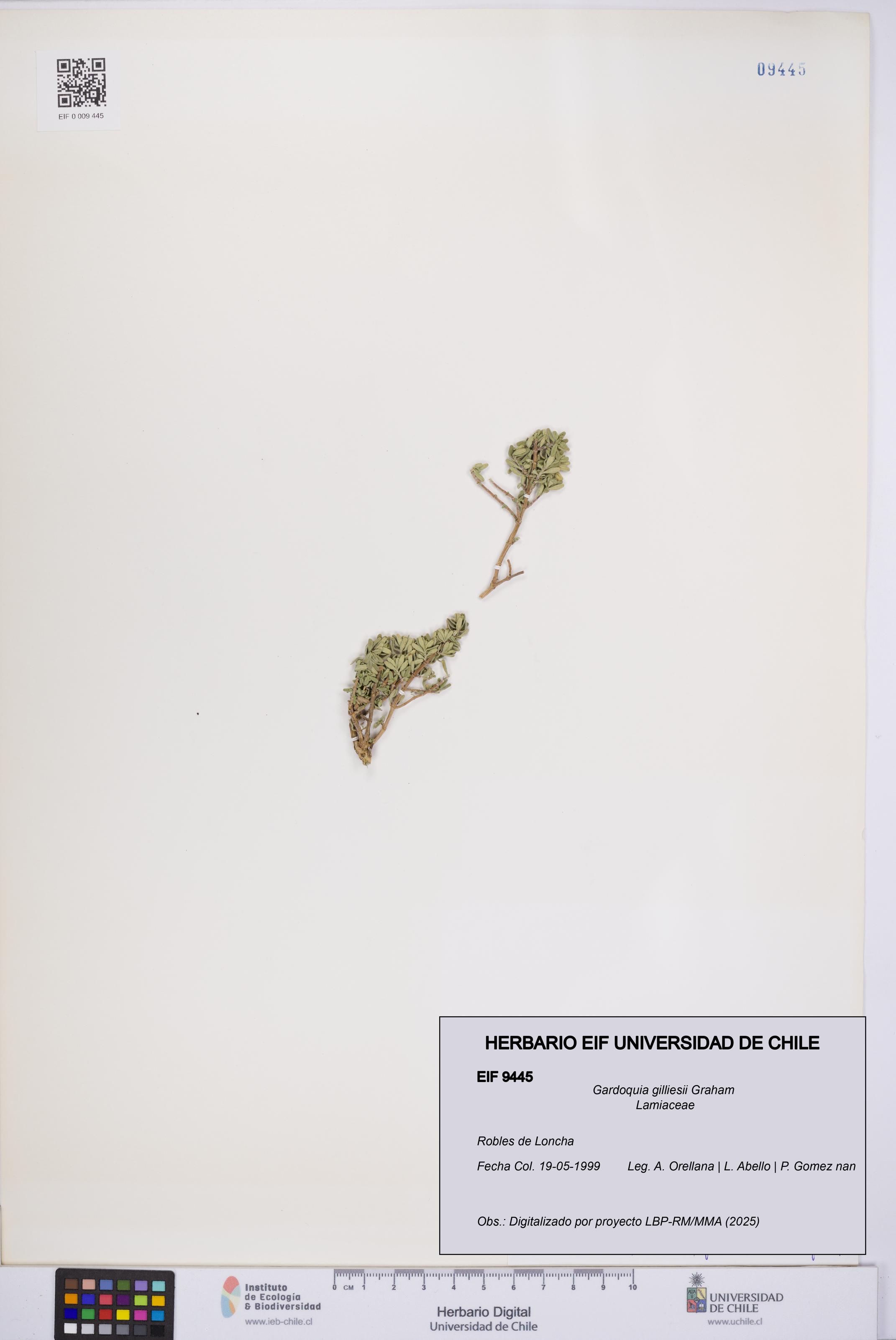 Gardoquia gilliesii [Espécimen: UCH:EIF:0009445]