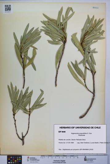 Kageneckia angustifolia [Espécimen: UCH:EIF:0009446]