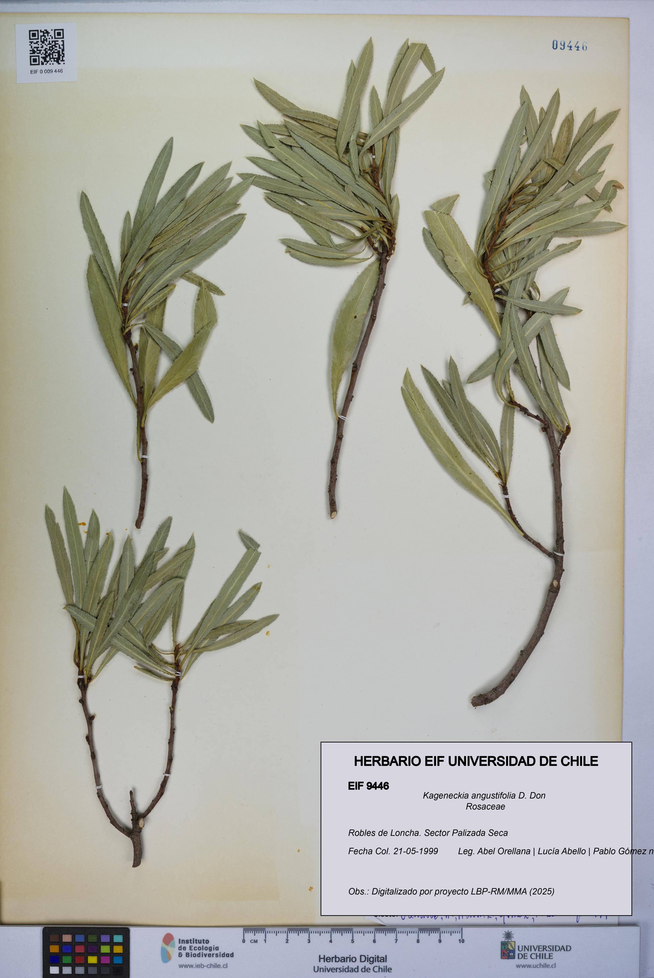 Kageneckia angustifolia [Espécimen: UCH:EIF:0009446]