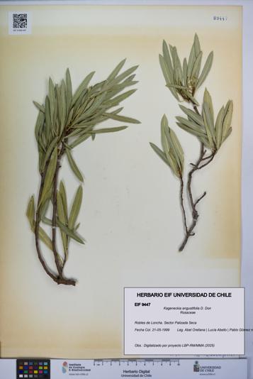 Kageneckia angustifolia [Espécimen: UCH:EIF:0009447]
