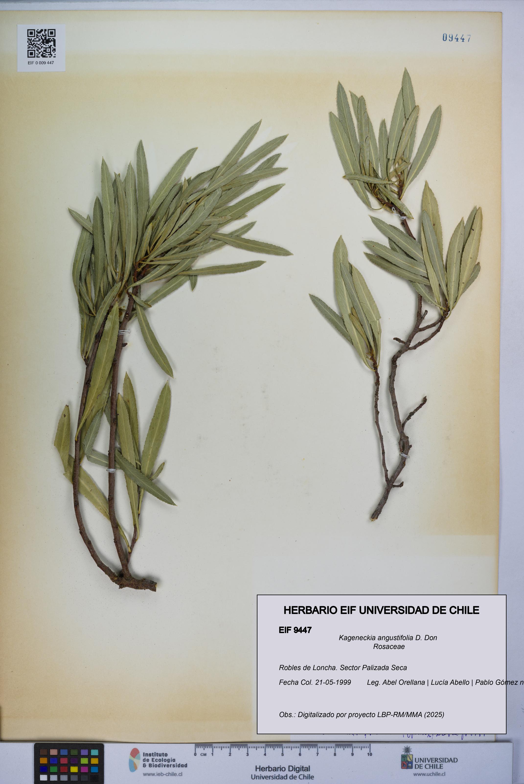 Kageneckia angustifolia [Espécimen: UCH:EIF:0009447]