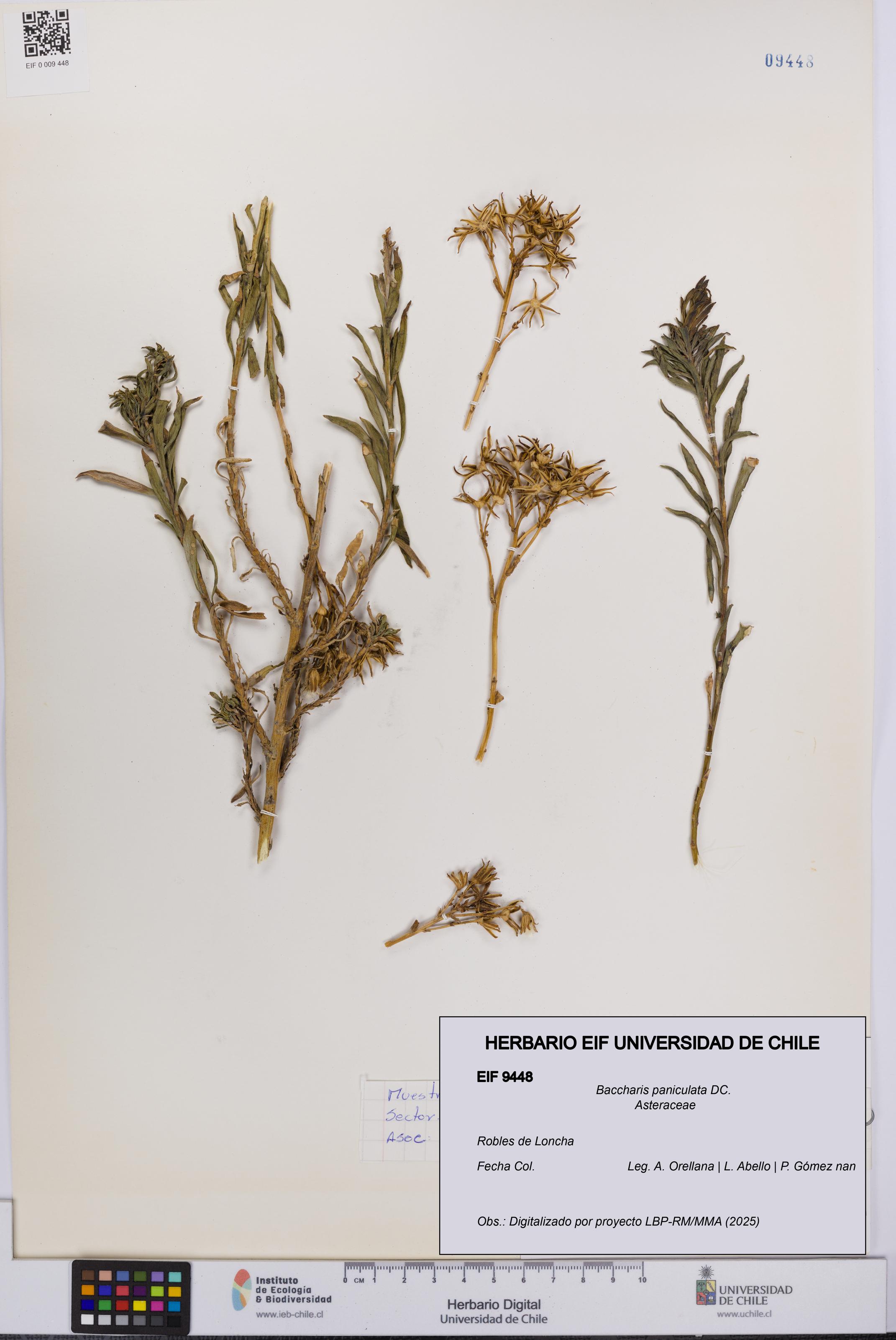 Baccharis paniculata [Espécimen: UCH:EIF:0009448]