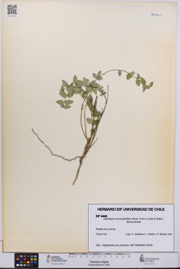 Diplolepis nummulariifolia [Espécimen: UCH:EIF:0009449]