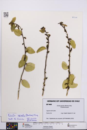 Ercilla spicata [Espécimen: UCH:EIF:0009450]