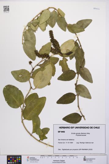 Ercilla spicata [Espécimen: UCH:EIF:0009452]