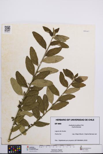 Avellanita bustillosii [Espécimen: UCH:EIF:0009463]