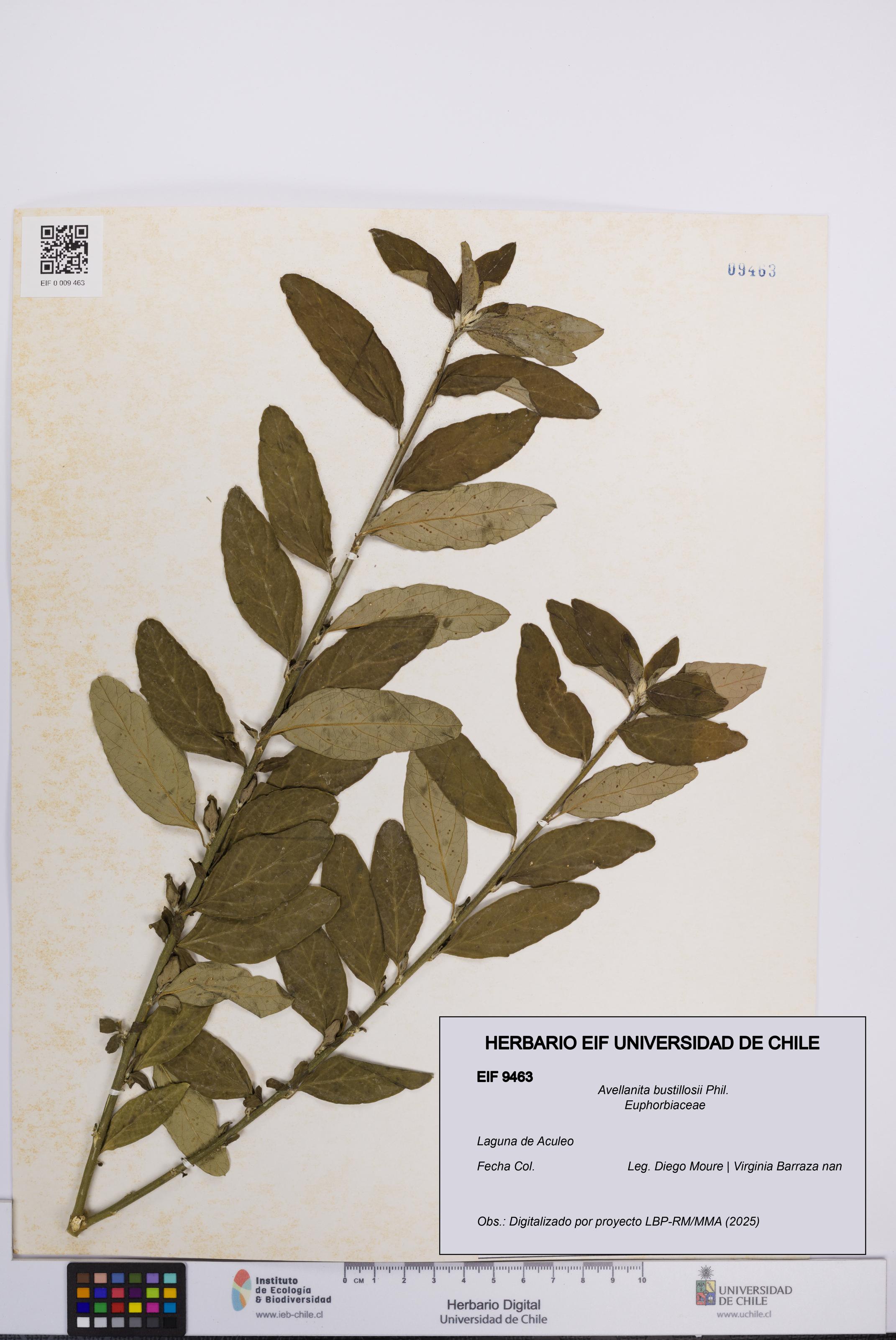 Avellanita bustillosii [Espécimen: UCH:EIF:0009463]