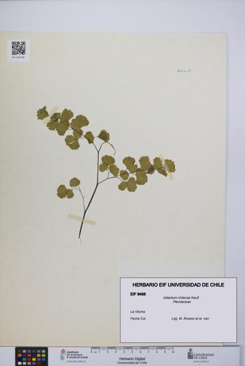 Adiantum chilense [Espécimen: UCH:EIF:0009488]