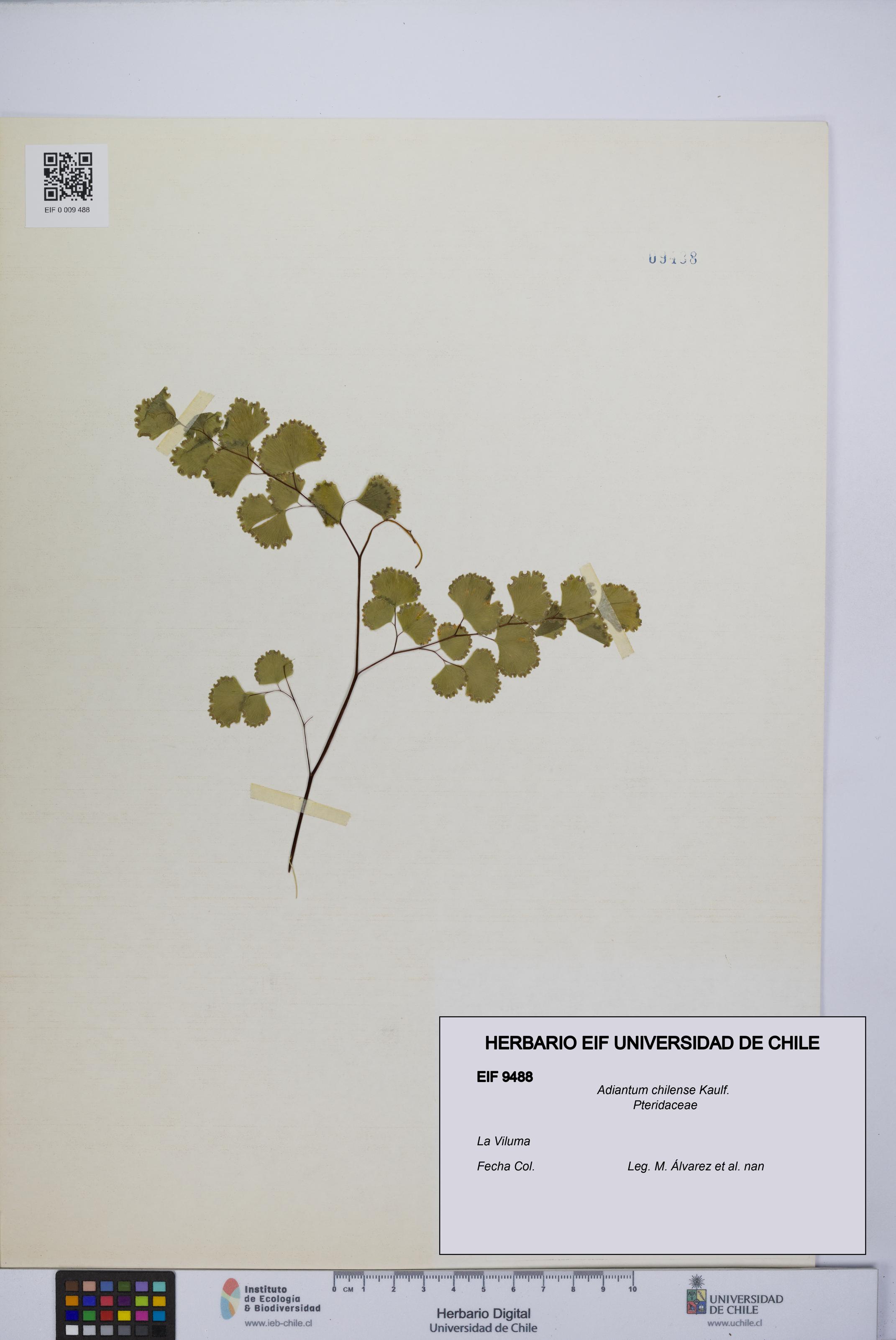 Adiantum chilense [Espécimen: UCH:EIF:0009488]