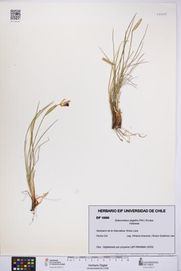 Solenomelus segethii [Espécimen: UCH:EIF:0010000]