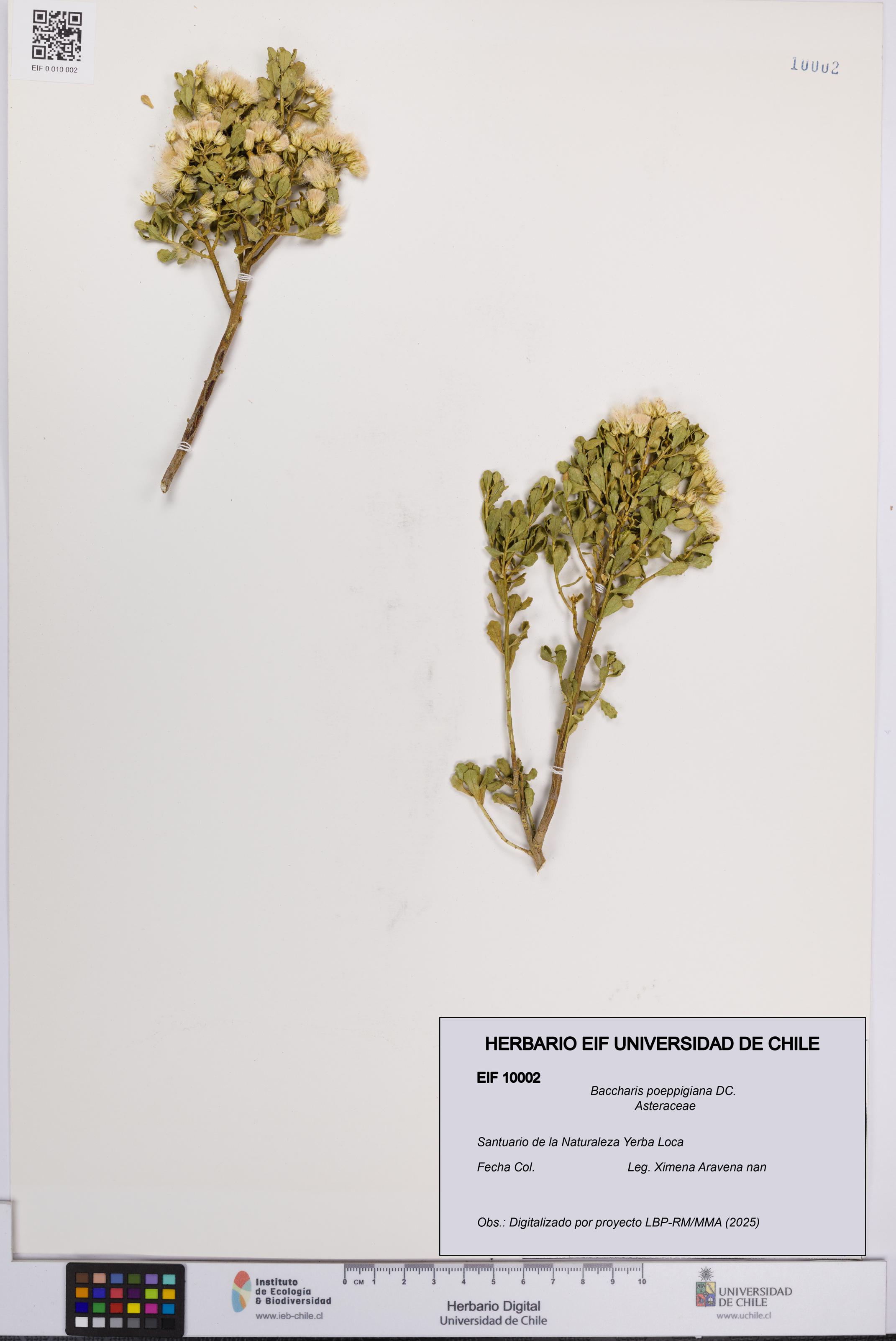 Baccharis poeppigiana [Espécimen: UCH:EIF:0010002]