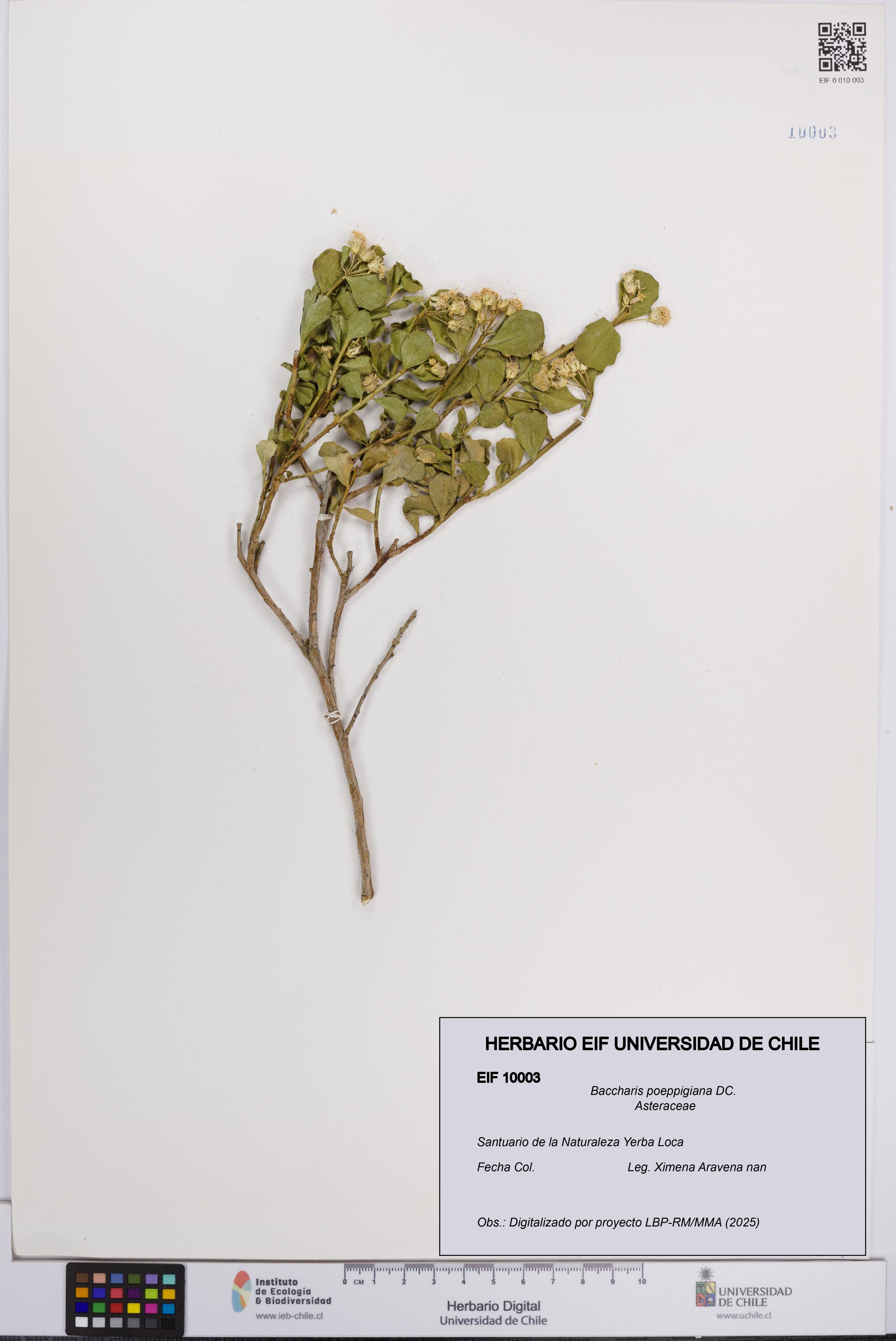 Baccharis poeppigiana [Espécimen: UCH:EIF:0010003]