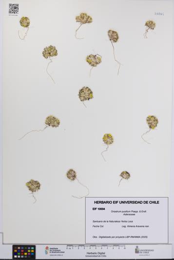 Oriastrum pusillum [Espécimen: UCH:EIF:0010004]