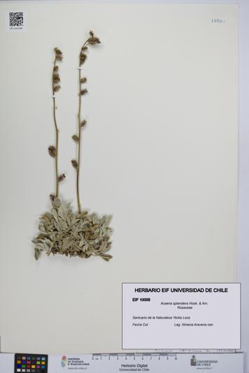 Acaena splendens [Espécimen: UCH:EIF:0010005]