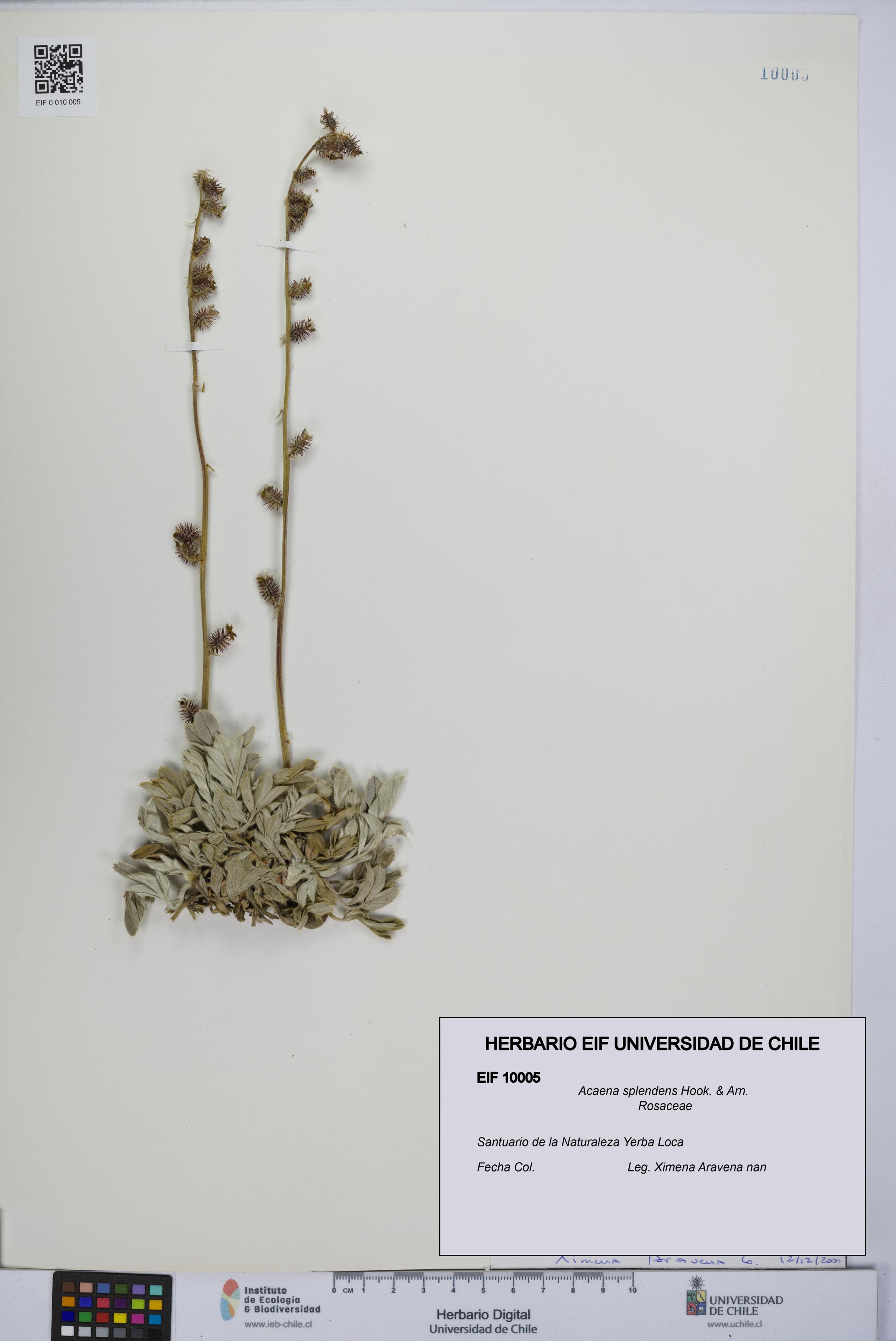 Acaena splendens [Espécimen: UCH:EIF:0010005]