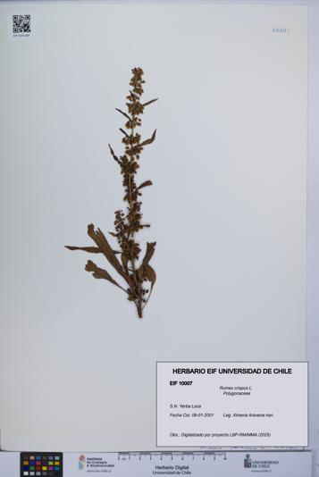 Rumex crispus [Espécimen: UCH:EIF:0010007]