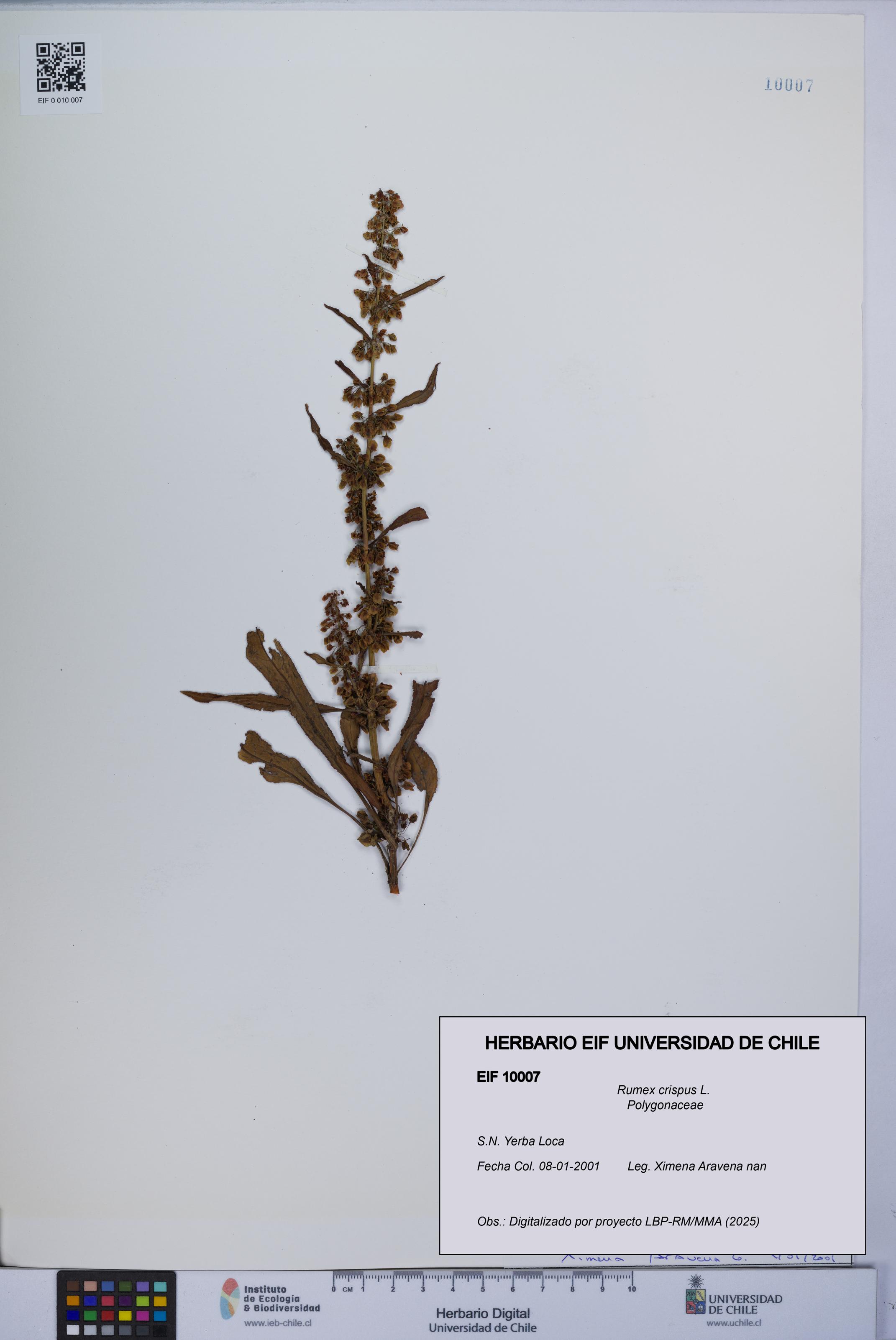 Rumex crispus [Espécimen: UCH:EIF:0010007]