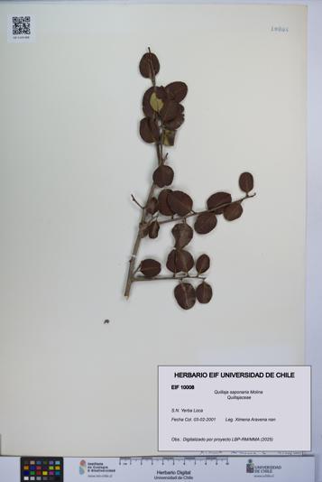 Quillaja saponaria [Espécimen: UCH:EIF:0010008]
