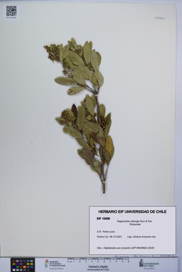 Kageneckia oblonga [Espécimen: UCH:EIF:0010009]