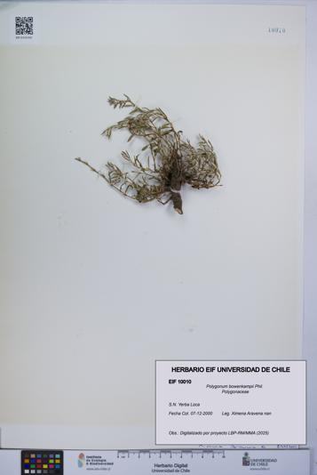 Polygonum bowenkampii [Espécimen: UCH:EIF:0010010]