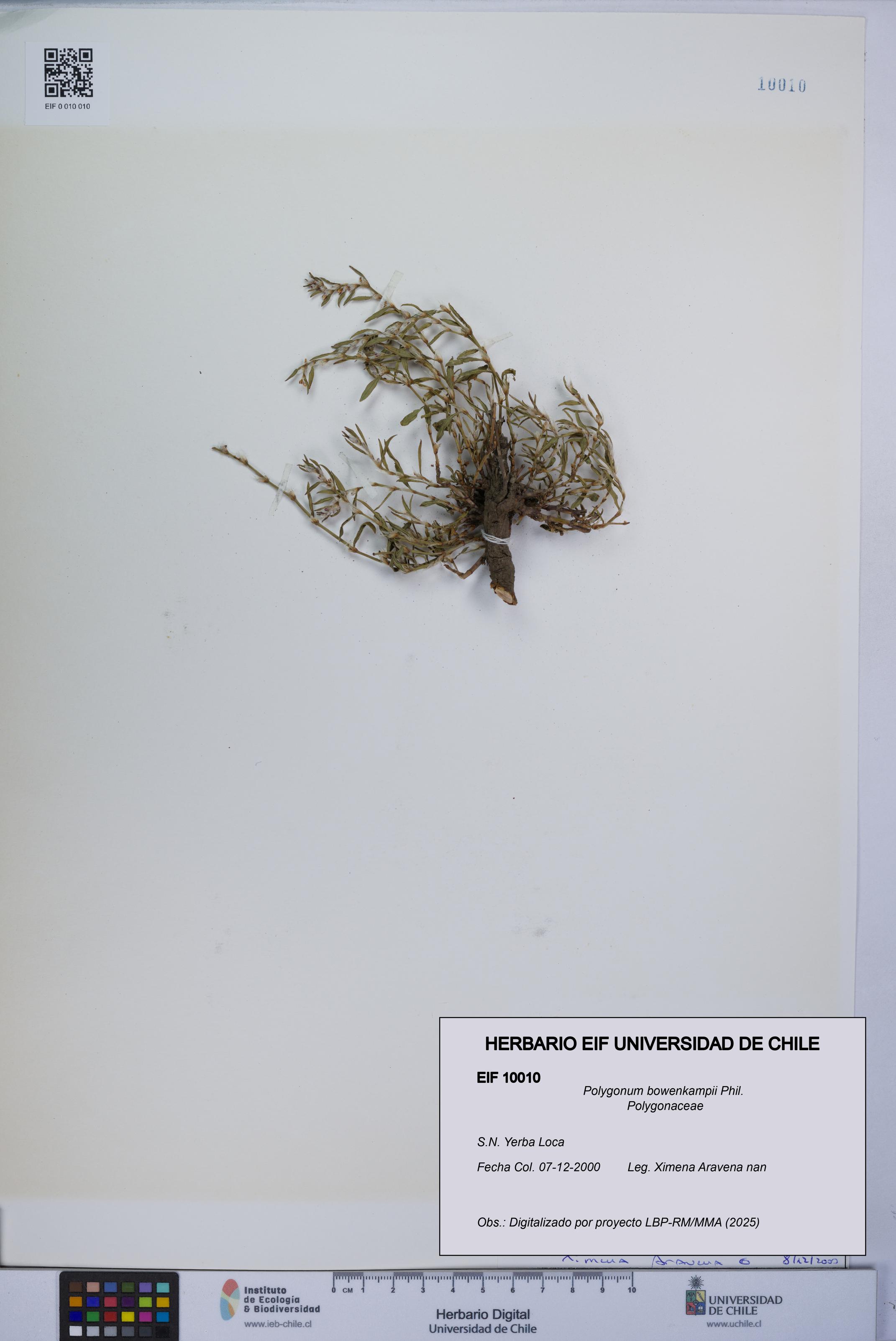 Polygonum bowenkampii [Espécimen: UCH:EIF:0010010]