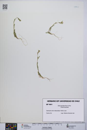 Gilia laciniata [Espécimen: UCH:EIF:0010011]