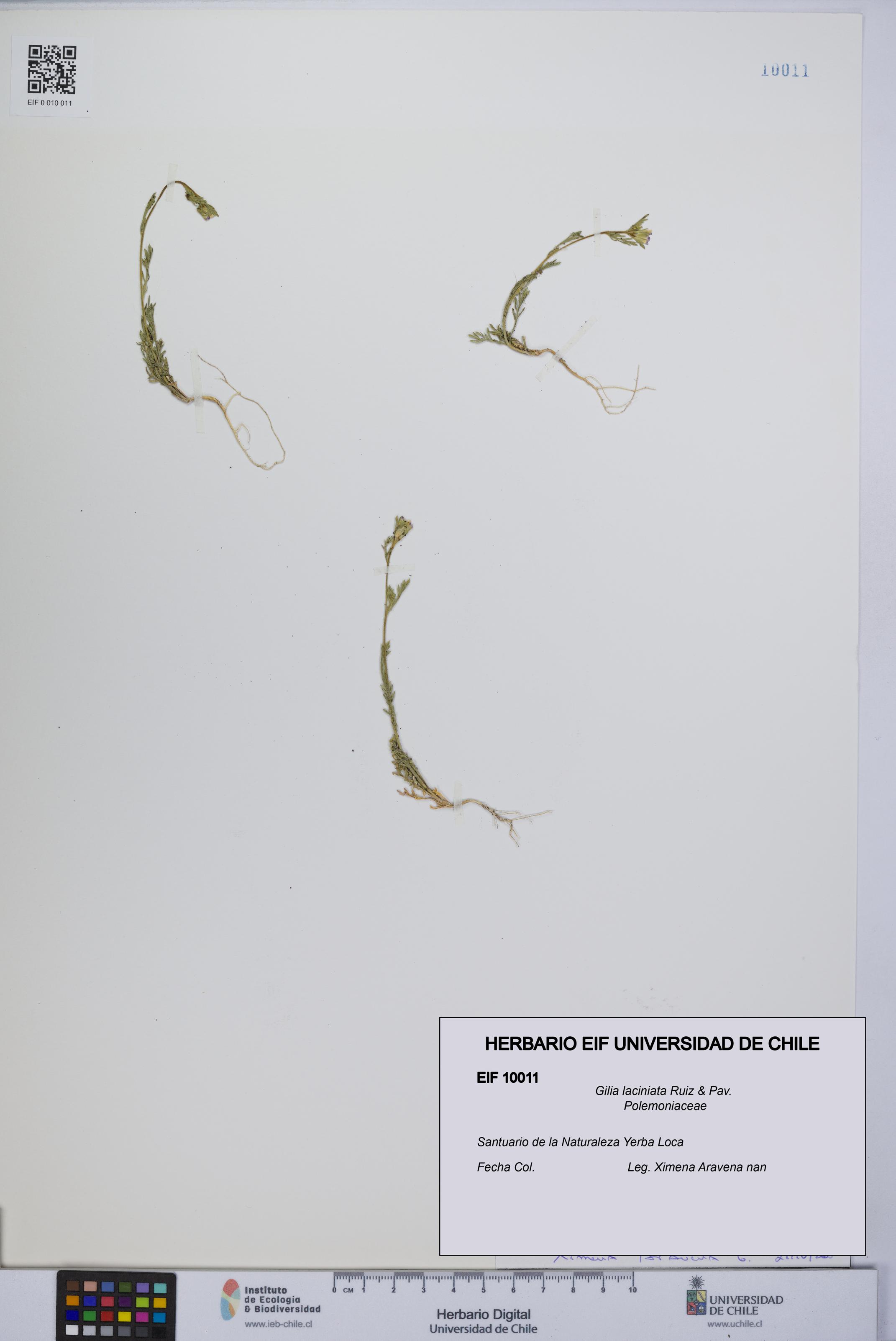 Gilia laciniata [Espécimen: UCH:EIF:0010011]