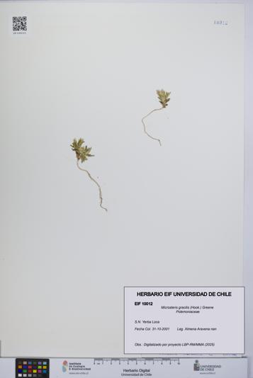 Microsteris gracilis [Espécimen: UCH:EIF:0010012]