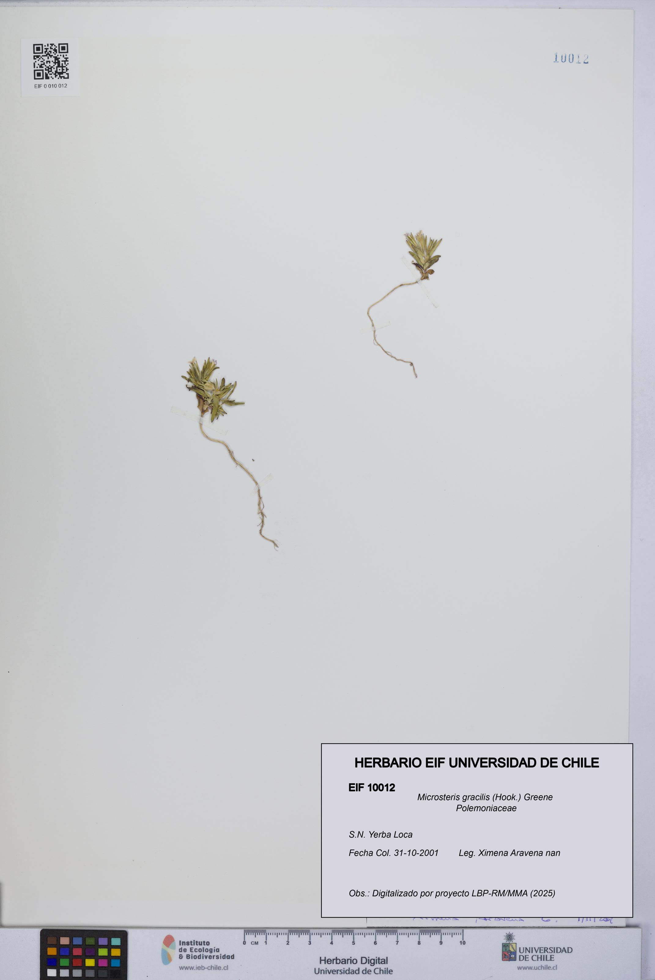 Microsteris gracilis [Espécimen: UCH:EIF:0010012]