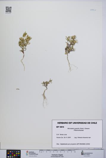 Microsteris gracilis [Espécimen: UCH:EIF:0010013]