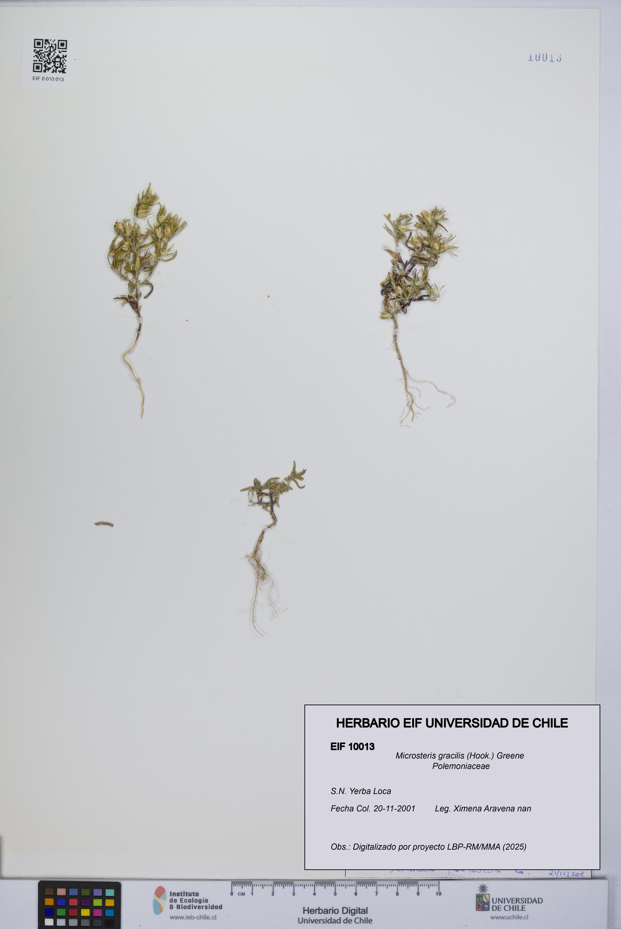 Microsteris gracilis [Espécimen: UCH:EIF:0010013]