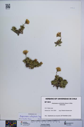 Haplopappus anthylloides [Espécimen: UCH:EIF:0010014]
