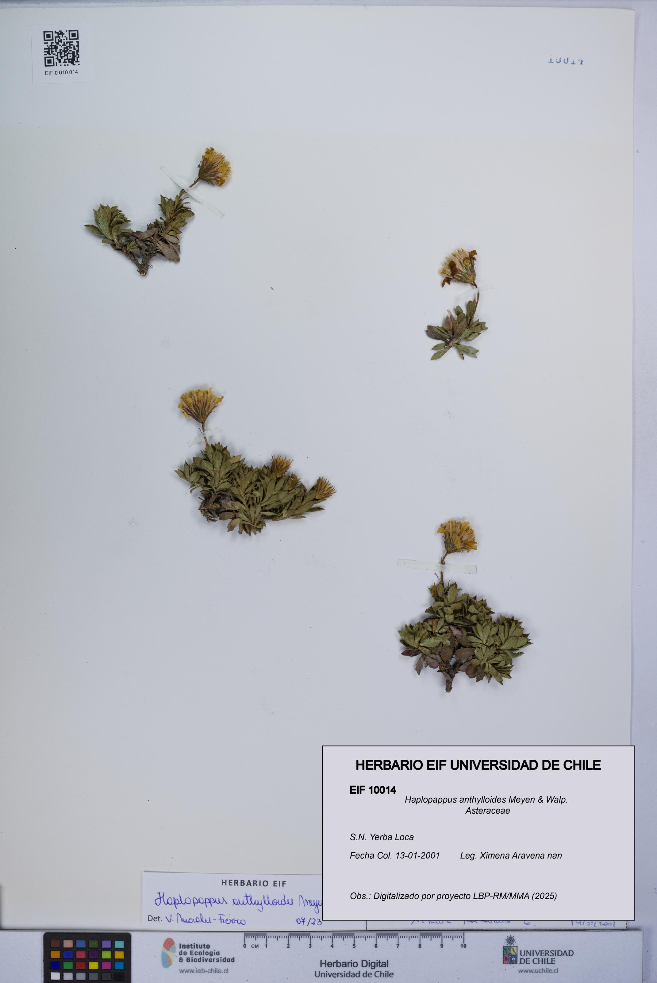 Haplopappus anthylloides [Espécimen: UCH:EIF:0010014]