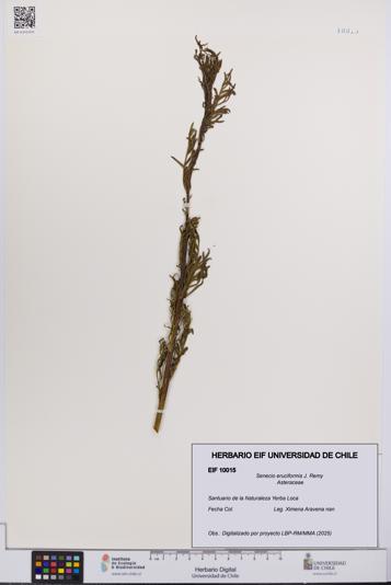 Senecio eruciformis [Espécimen: UCH:EIF:0010015]