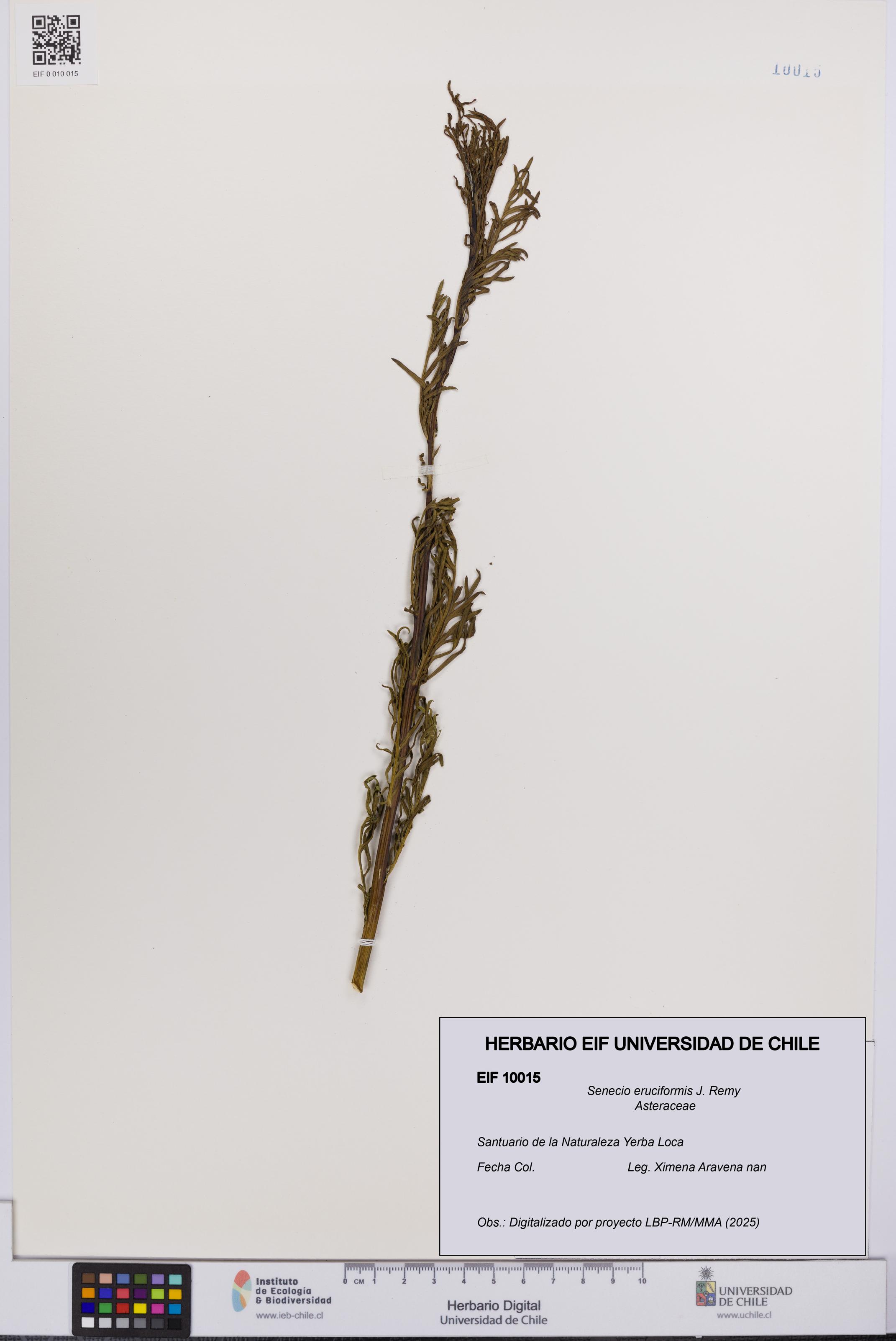 Senecio eruciformis [Espécimen: UCH:EIF:0010015]