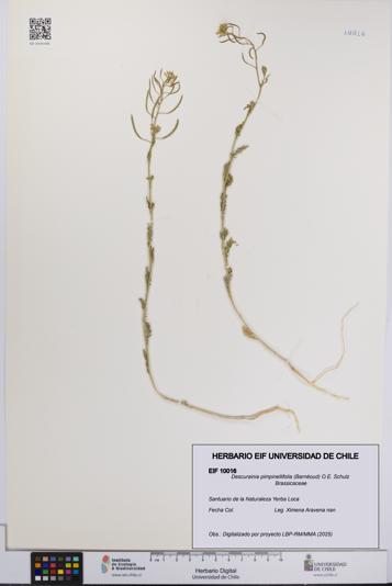 Descurainia pimpinellifolia [Espécimen: UCH:EIF:0010016]