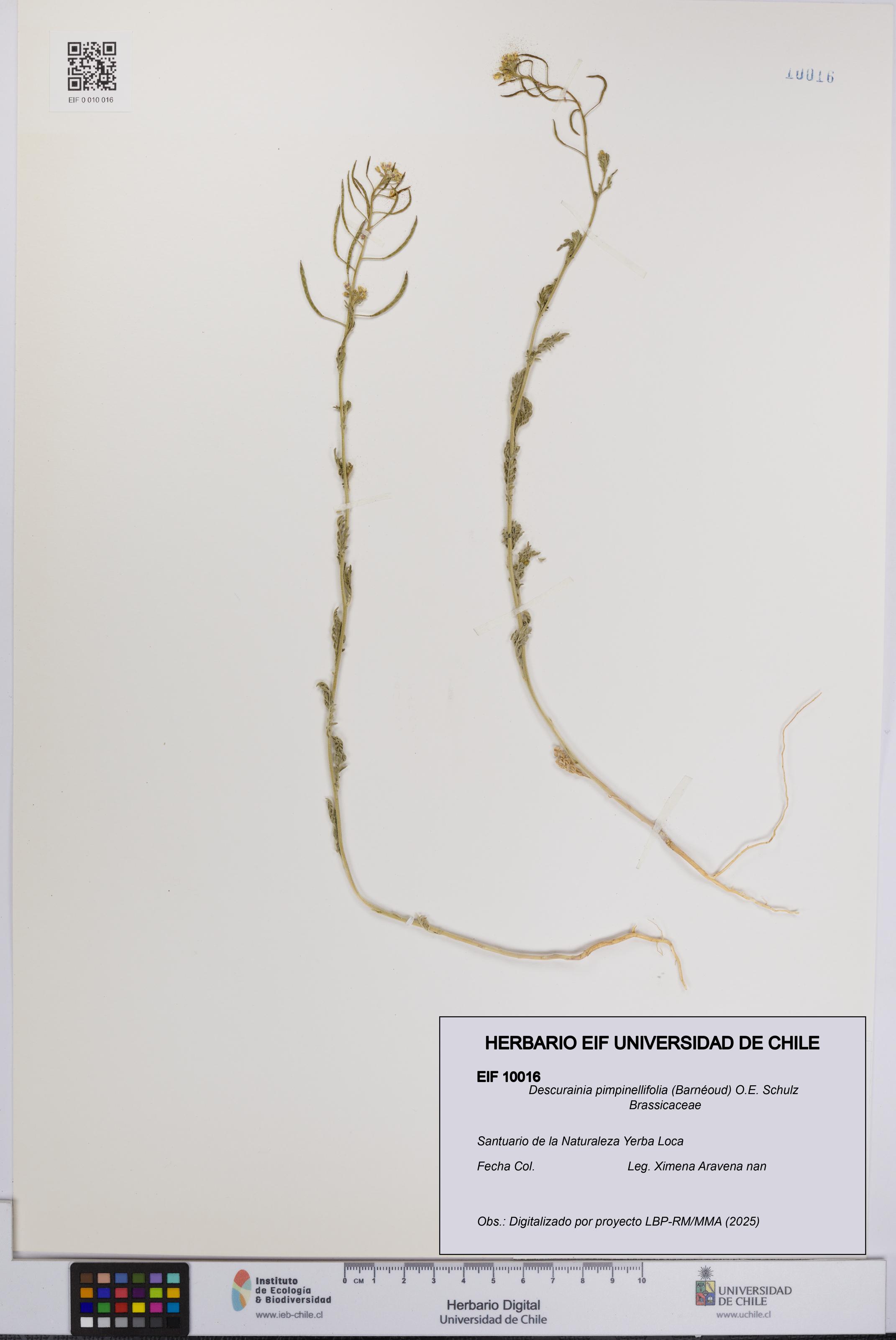 Descurainia pimpinellifolia [Espécimen: UCH:EIF:0010016]