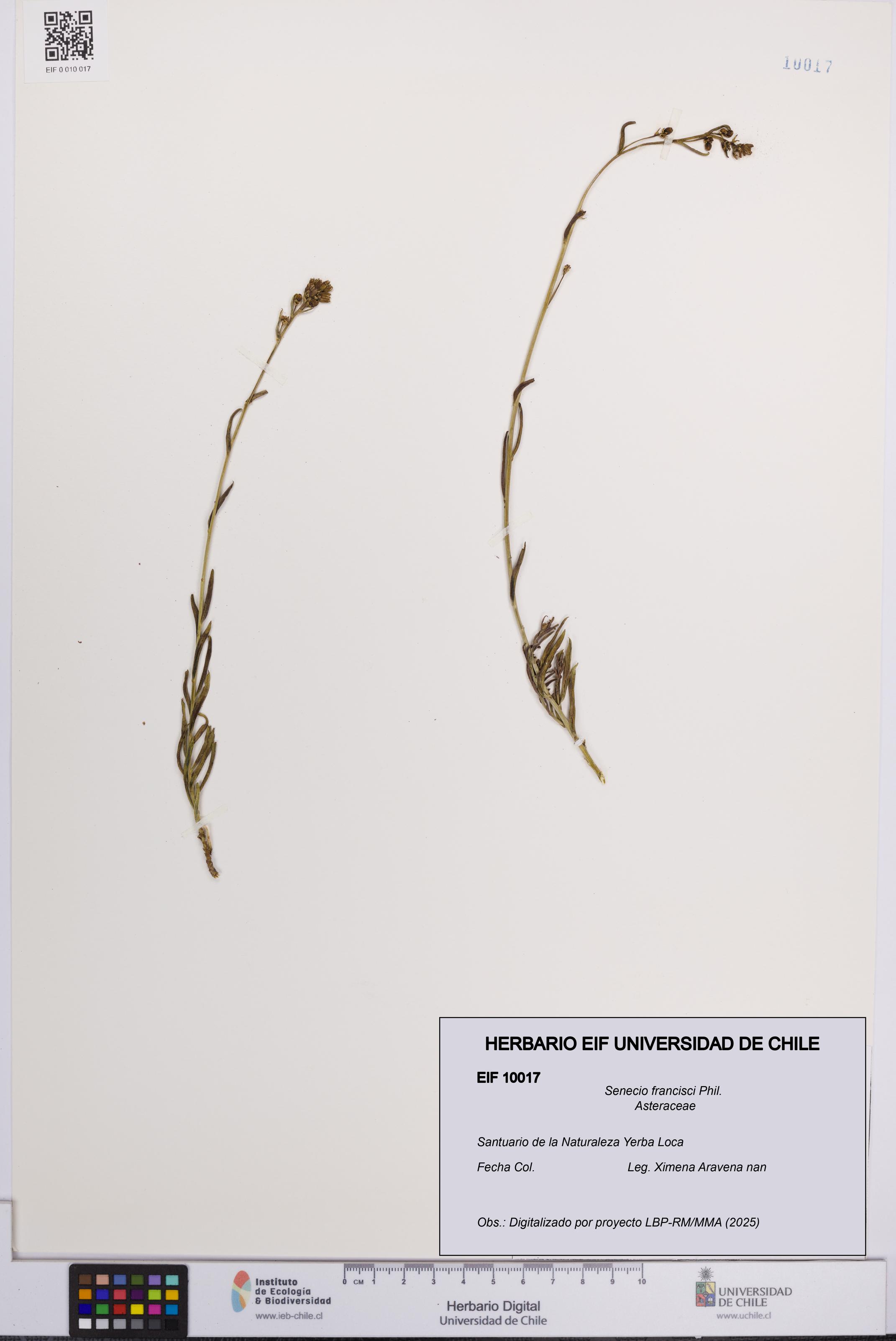 Senecio francisci [Espécimen: UCH:EIF:0010017]