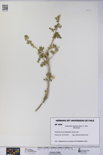 Andeimalva chilensis [Espécimen: UCH:EIF:0010018]