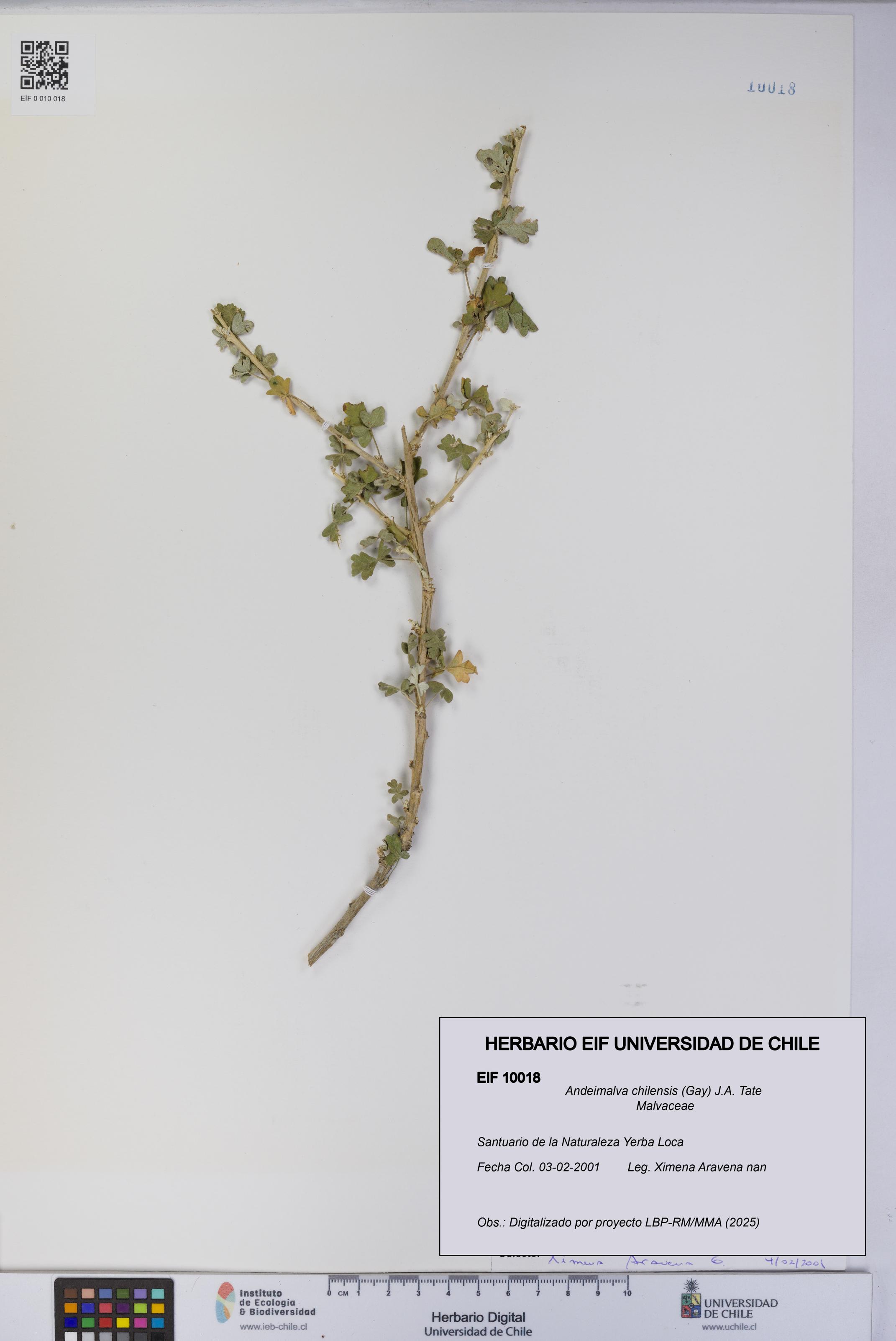 Andeimalva chilensis [Espécimen: UCH:EIF:0010018]