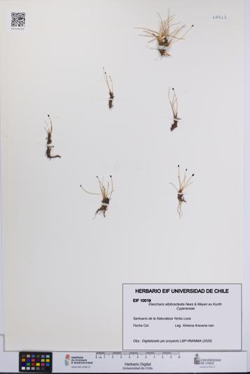 Eleocharis albibracteata [Espécimen: UCH:EIF:0010019]