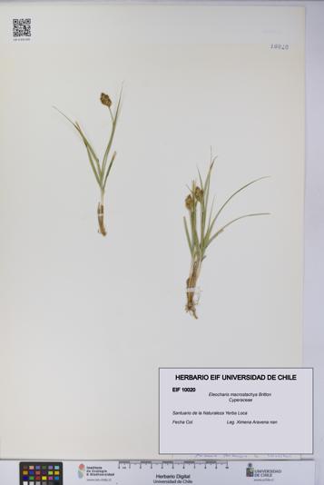 Eleocharis macrostachya [Espécimen: UCH:EIF:0010020]
