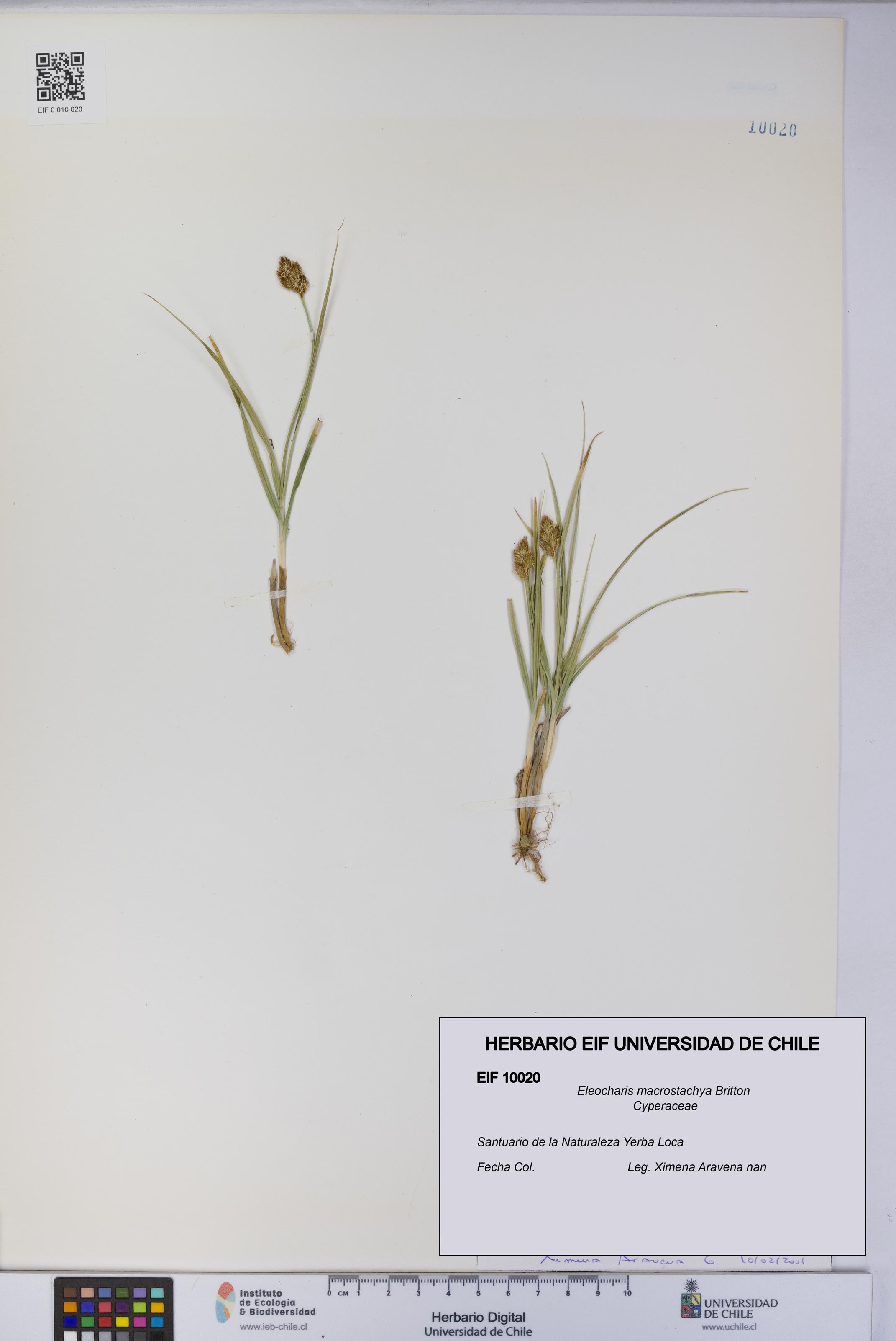 Eleocharis macrostachya [Espécimen: UCH:EIF:0010020]