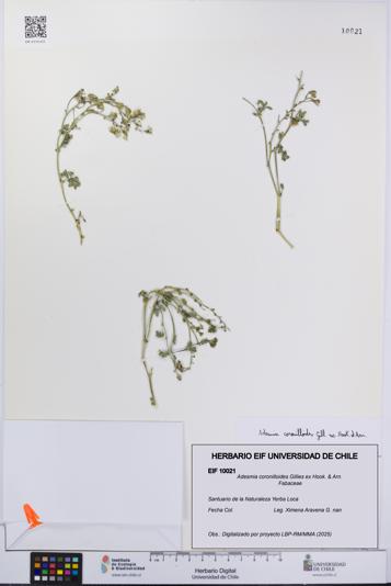 Adesmia coronilloides [Espécimen: UCH:EIF:0010021]